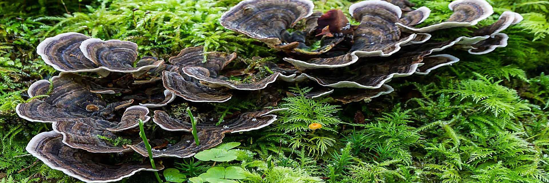 Schmetterlings-Tramete