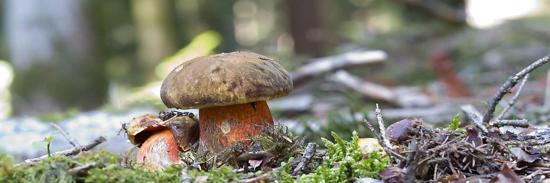 Flockenstieliger Hexenröhrling